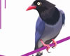 Illustrator教程：使用色阶画法绘制鸟