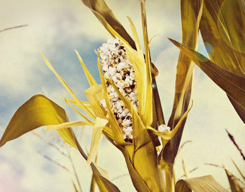 Stop-Global-Warming-Corn.jpg
