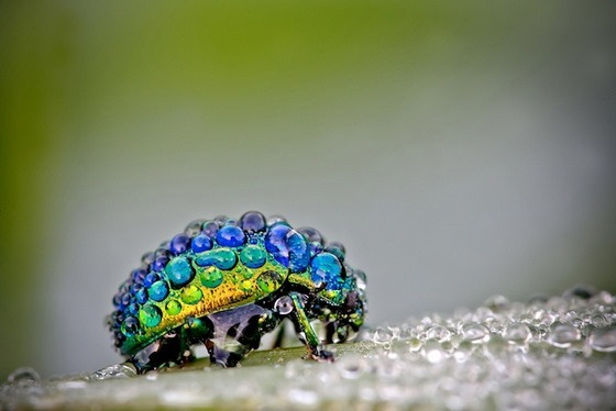 微距摄影下曼妙神奇的昆虫