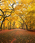 40个美丽的秋天图片