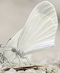 60幅迷人的蝴蝶摄影图片