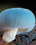 26张你绝对没见过的漂亮蘑菇